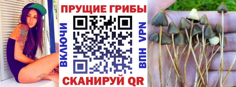 купить наркотики сайты Суздаль Псилоцибиновые грибы MAGIC MUSHROOMS